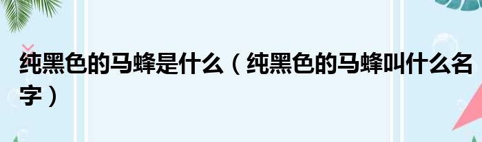 纯黑色的马蜂是什么（纯黑色的马蜂叫什么名字）