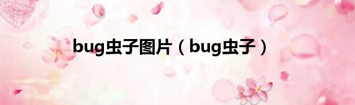 bug虫子图片（bug虫子）