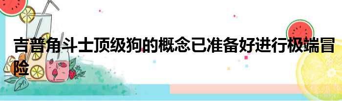 吉普角斗士顶级狗的概念已准备好进行极端冒险