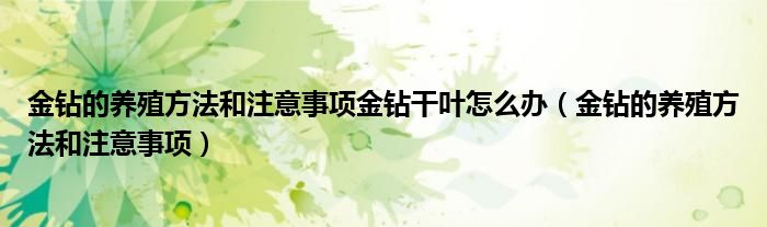  金钻的养殖方法和注意事项金钻干叶怎么办（金钻的养殖方法和注意事项）