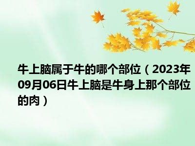 牛上脑属于牛的哪个部位（2023年09月06日牛上脑是牛身上那个部位的肉）