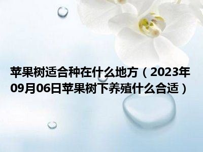 苹果树适合种在什么地方（2023年09月06日苹果树下养殖什么合适）