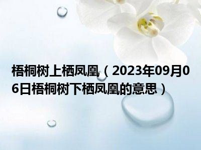 梧桐树上栖凤凰（2023年09月06日梧桐树下栖凤凰的意思）