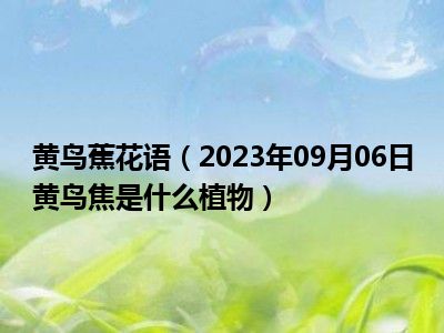黄鸟蕉花语（2023年09月06日黄鸟焦是什么植物）