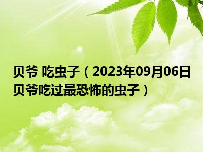 贝爷 吃虫子（2023年09月06日贝爷吃过最恐怖的虫子）