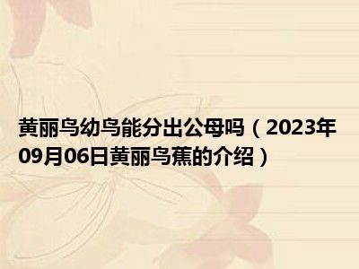 黄丽鸟幼鸟能分出公母吗（2023年09月06日黄丽鸟蕉的介绍）