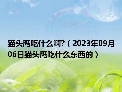 猫头鹰吃什么啊 （2023年09月06日猫头鹰吃什么东西的）