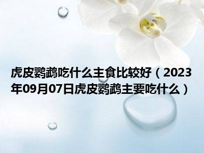 虎皮鹦鹉吃什么主食比较好（2023年09月07日虎皮鹦鹉主要吃什么）