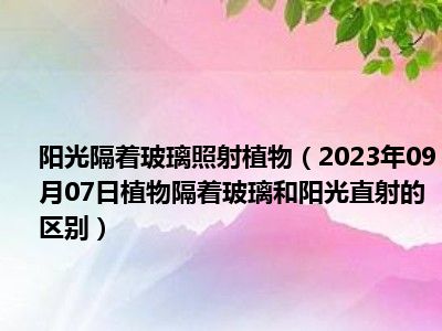 阳光隔着玻璃照射植物（2023年09月07日植物隔着玻璃和阳光直射的区别）