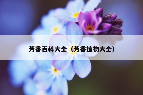 芳香百科大全（芳香植物大全）