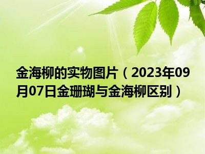 金海柳的实物图片（2023年09月07日金珊瑚与金海柳区别）