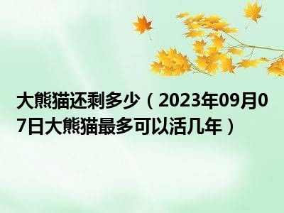 大熊猫还剩多少（2023年09月07日大熊猫最多可以活几年）