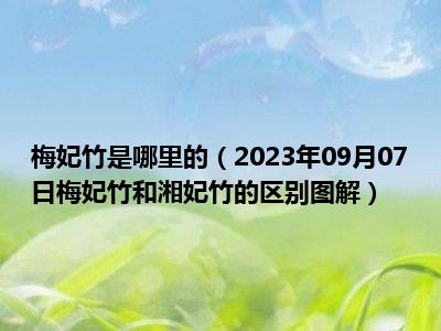 梅妃竹是哪里的（2023年09月07日梅妃竹和湘妃竹的区别图解）