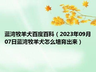 蓝湾牧羊犬百度百科（2023年09月07日蓝湾牧羊犬怎么培育出来）