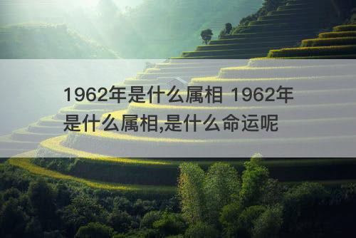 1962年是什么属相 1962年是什么属相,是什么命运呢