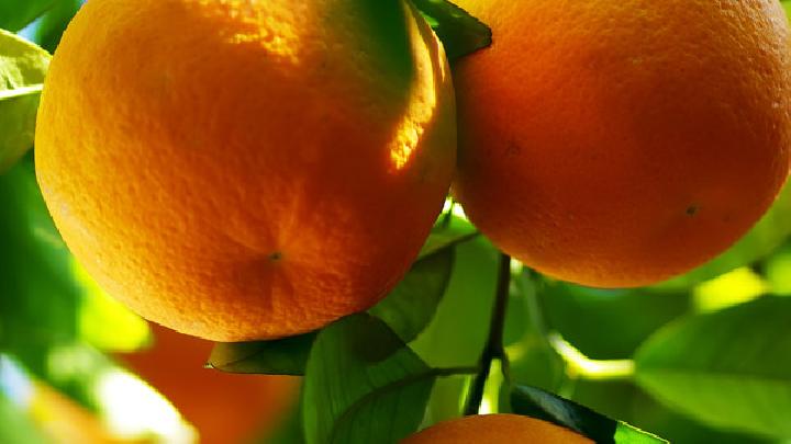 吃橘子会胖吗热量低,膳食纤维果胶降低胆固醇