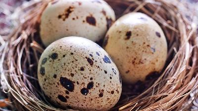 鸡蛋吃多了会发胖吗